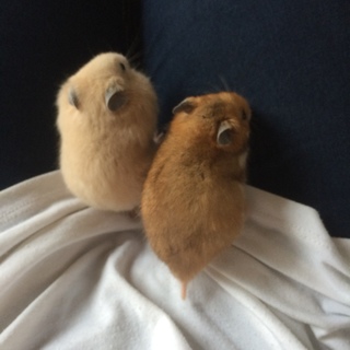 ハムスターの赤ちゃん♡里親募集中