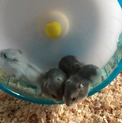 ジャンガリアンハムスターの赤ちゃん