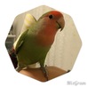 コザクラインコ♀2歳～3歳 里親決定しました！ サムネイル2
