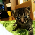 仔猫 生後1カ月