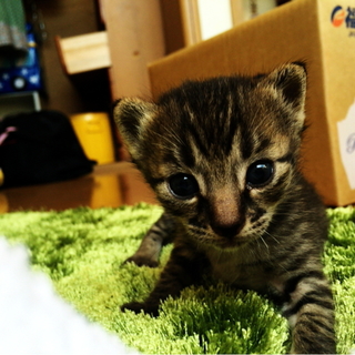 仔猫 生後1カ月