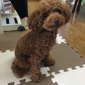 引越しの為里親探してます