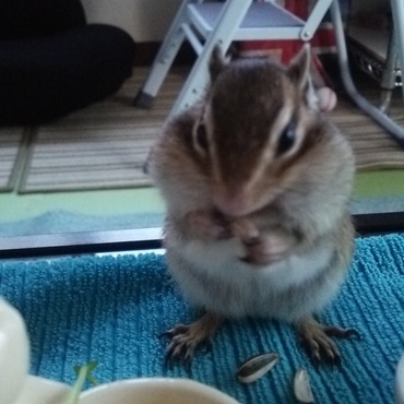 やっぱり、ひまわりの種って最高にうまいな！