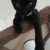 黒猫 古賀くぅ