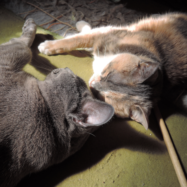 びびりこてつのカバー写真