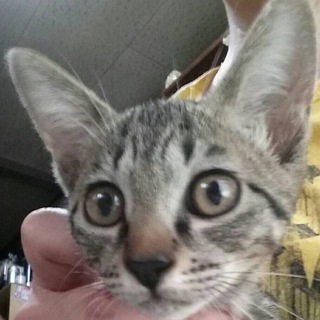 家族を探しています