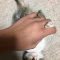 雨で中鳴いていた子猫を保護しました。