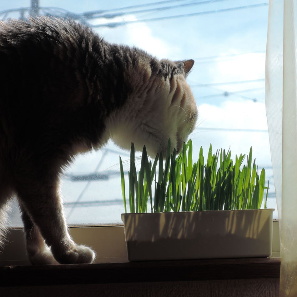 華のカバー写真