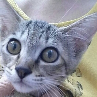 家族を探しています