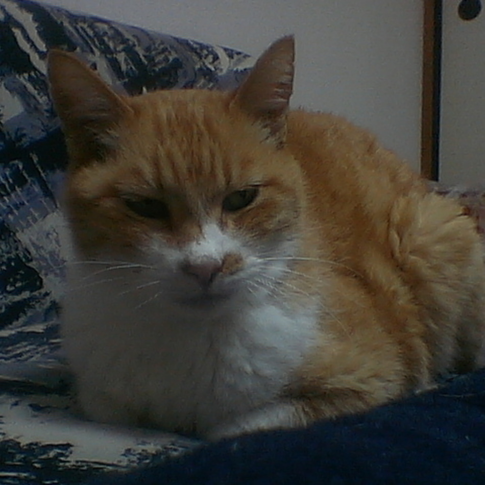 太郎のカバー写真