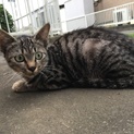 可愛い虎柄のねこちゃんです。