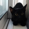 黒こ猫4ヶ月半つぶらな瞳ビビりゆっくり見守って