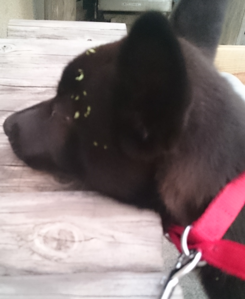 おバカ犬 ちか太郎さんのペットログ 9856 ペットのおうち 月間利用者150万人