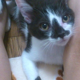 【ハンデ有】 甘えんぼ白黒子猫ちゃん 【白血病＋】