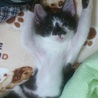 【ハンデ有】 甘えんぼ白黒子猫ちゃん 【白血病＋】 サムネイル5
