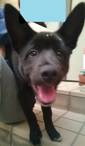 おバカ犬 ちか太郎さんのペットログ 9856 ペットのおうち 月間利用者150万人