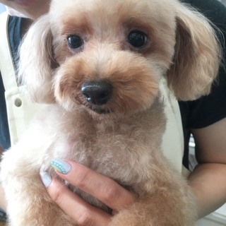 他犬舎のワンちゃんの里親募集