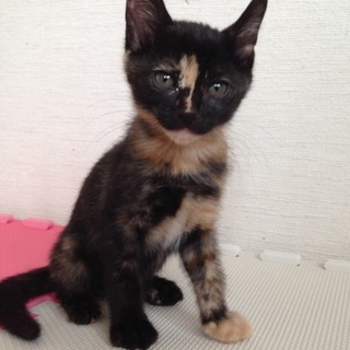 ✤お膝にも来ます心美（ここみちゃん）