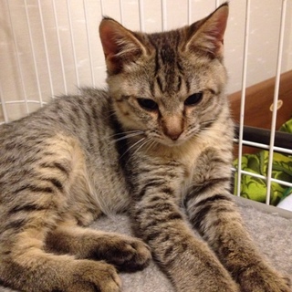 ✤奈良市保健所から委託譲渡で迎えたむぎくん