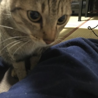 甘えん坊家猫ちゃんです。