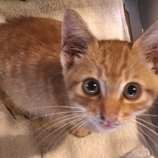 捨てられちゃったみたい・・でも元気だよ！