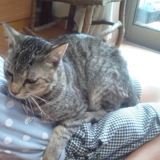 ✤奈良市保健所から委託譲渡で迎えたトトくん