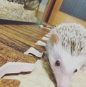 可愛いハリネズミ