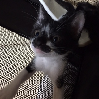 ☆猫と一緒に寝たい方にお勧めのミックくん