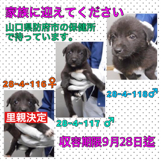 3匹とも里親様決定しました。