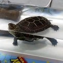 ♪飼育に必要なもの全て差し上げます♪クサガメ1歳