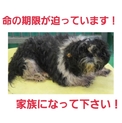 命に期限があります!シーズー風君を助けて!!