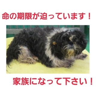 命に期限があります!シーズー風君を助けて!!