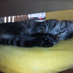 にゃんたち、元気です♪