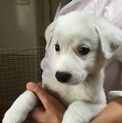 ありがとうございます。白犬だいち君の里親募集
