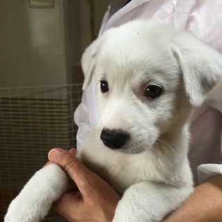 ありがとうございます。白犬だいち君の里親募集