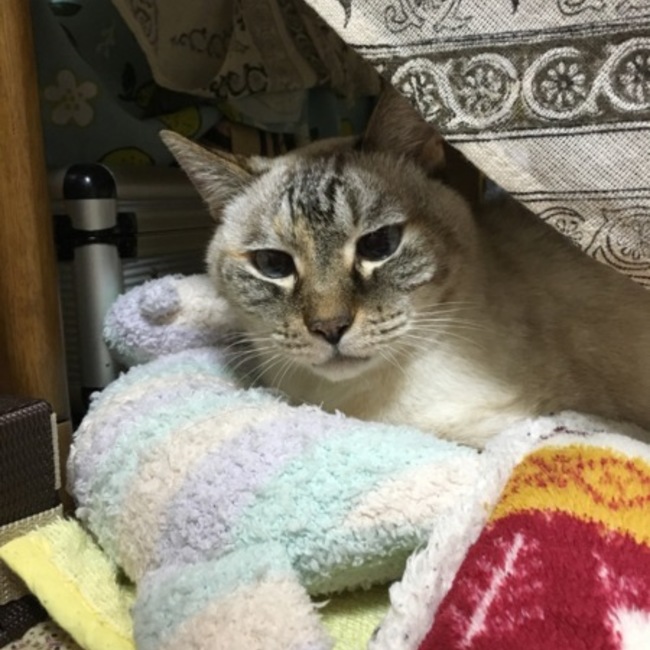 あぶあぶ0212のカバー写真