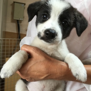 ありがとうございます。パンダブチのラビちゃん