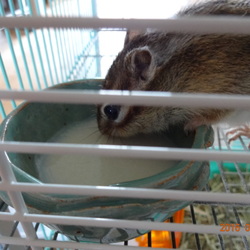 こたろう、ミルクを飲む。