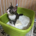 ありがとうございます。みくちゃんワクチン済