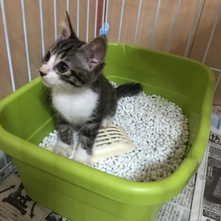 ありがとうございます。みくちゃんワクチン済