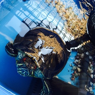 ミドリガメのガメラちゃんです