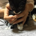 白靴下の生後1ヶ月の子猫です