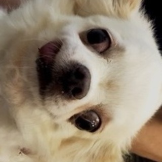 チワワ保護しました