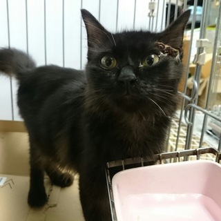 黒猫長毛☆黒丸くん