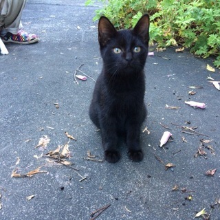 里親様募集中！迷い子猫（黒猫）