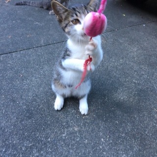 里親様募集中！白サバ（メス）