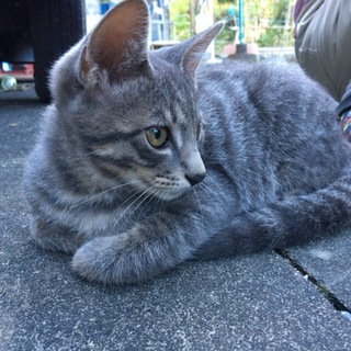 里親様募集中！グレートラ（オス）