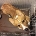 コーギー★オス1歳★