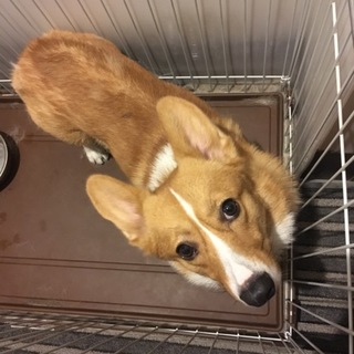 コーギー★オス1歳★