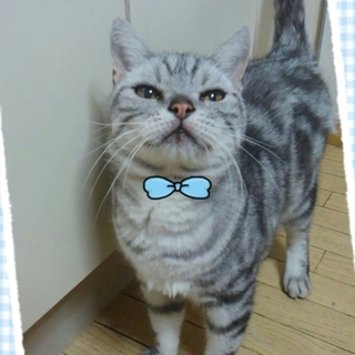 ★トライアル中★引っ越しで捨てられ野良猫に★